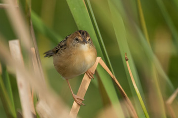 Golden Headed Cisticola in Australia
