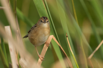 Golden Headed Cisticola in Australia
