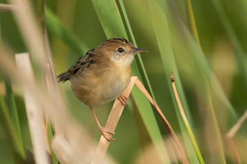 Golden Headed Cisticola in Australia
