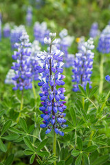Obraz premium Wild Alaskan Lupin wildflower in spring bloom.