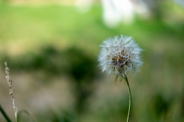 Plantes alpestres d'été