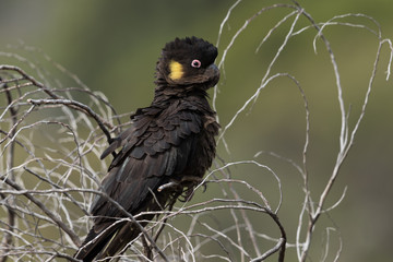 Fototapeta premium Yellow Tailed Black Cockatoo