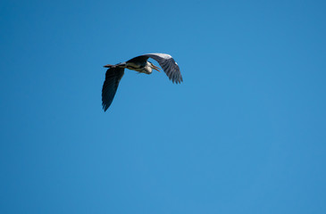 Gray heron Ardea cinerea flying, Wildlife in natural habitat