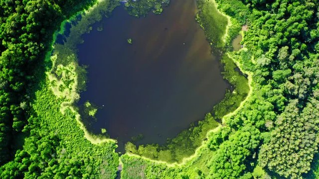Top view of blooming algae on the lake, aerial view
