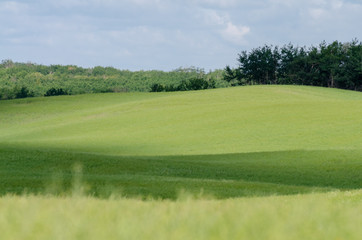 landscape with green grass and sky