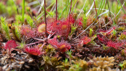 Eine Attraktion des Riesengebirges: Der Rundblättrige Sonnentau