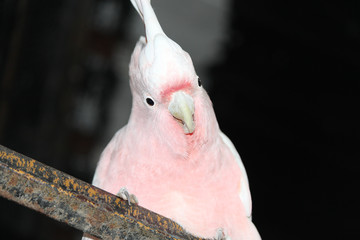 Pink Cockatoo in Australia
