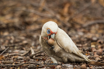 Long Billed Corella in Australia