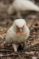 Long Billed Corella in Australia