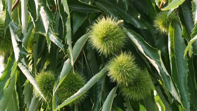 Chestnut tree or Castanea sativa with ripe seeds inside spiky cupules at branch, 4k footage