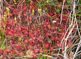 Eine Attraktion des Riesengebirges: Der Rundblättrige Sonnentau