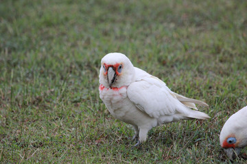Long Billed Corella in Australia