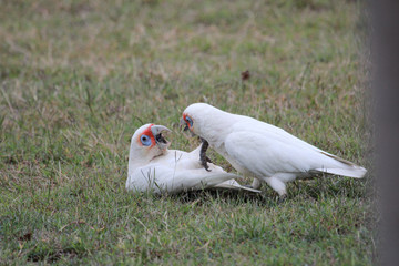 Long Billed Corella in Australia