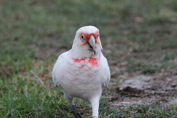 Long Billed Corella in Australia