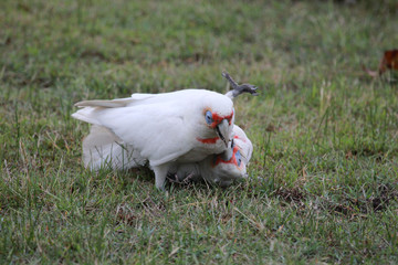 Long Billed Corella in Australia