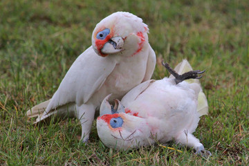Long Billed Corella in Australia