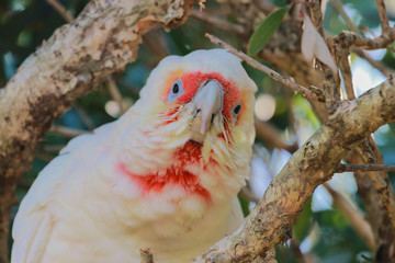 Long Billed Corella in Australia