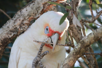 Long Billed Corella in Australia