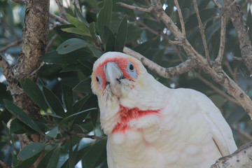 Long Billed Corella in Australia