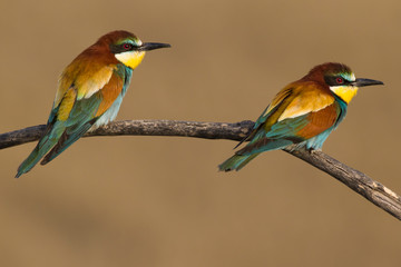Couple of bee-eaters perched on a branch