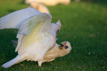 Little Corella Cockatoo in Australia