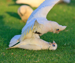 Little Corella Cockatoo in Australia