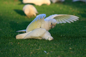 Little Corella Cockatoo in Australia