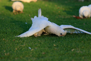 Little Corella Cockatoo in Australia