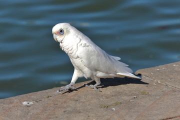 Little Corella Cockatoo in Australia