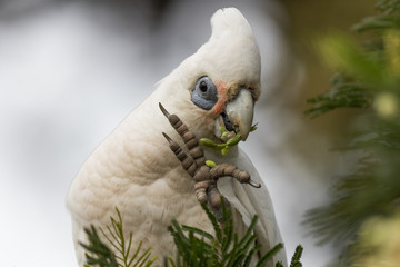 Little Corella Cockatoo in Australia