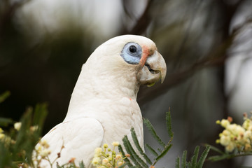 Little Corella Cockatoo in Australia