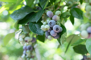 ブルーベリー農園