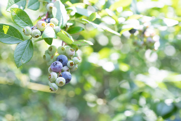 ブルーベリー農園