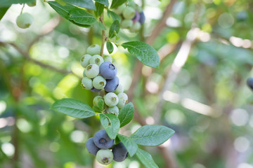 ブルーベリー農園