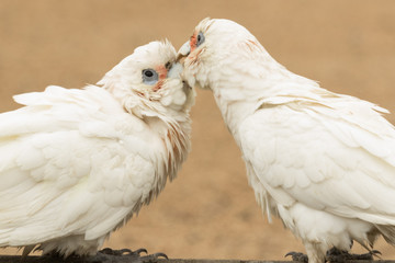 Little Corella Cockatoo in Australia