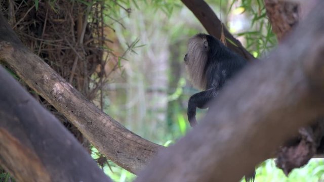 lion tailed macaque closeup animal forest nature green black shot with red camera