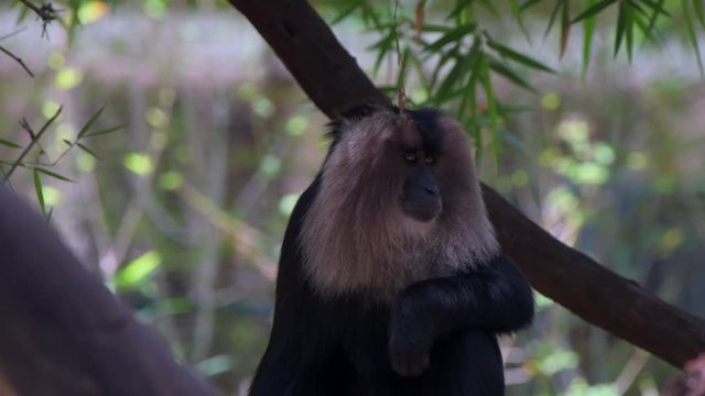 lion tailed macaque closeup animal forest nature green black shot with red camera