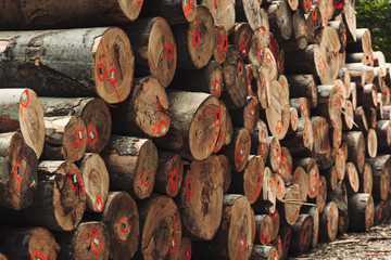 Giant pile of cut trees, stacked firewood somewhere in the forest