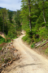 Forest mountain dirt trail on a bright sunny day