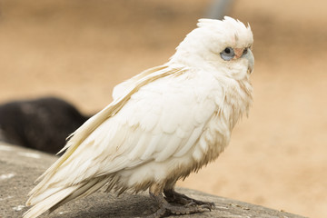 Little Corella Cockatoo in Australia