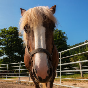 Neugieriges Kaltblutpferd mit blonder M&auml;hne in einem Roundpen