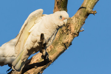 Little Corella Cockatoo in Australia