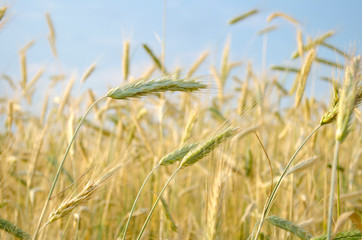 field of wheat by the light blue background