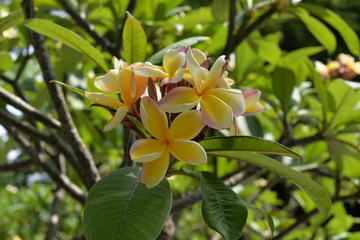 Westindische Frangipani (Plumeria alba) 