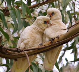 Little Corella Cockatoo in Australia
