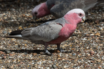 Galah Cockatoo in Australia