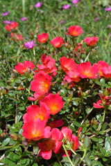 Sedum Blumen 