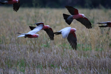 Galah Cockatoo in Australia
