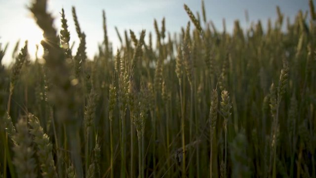 wheat