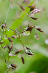 Sparkling rain drops on the leaves macro